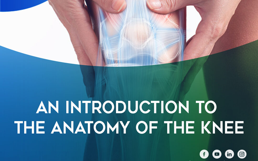 An Introduction to the Anatomy of the Knee